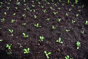Anpflanzen von Gemüsesalatblättern auf dem Boden im Garten - grünes Jungpflanzenanbaukonzept für Gartenbauplantagen foto