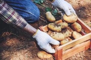 frische Kartoffelpflanze, Bauernernte von reifen Kartoffeln in Holzkisten landwirtschaftliche Produkte vom Kartoffelfeld foto