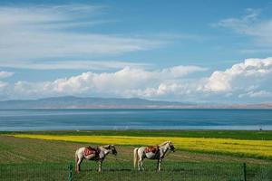 mit blauem himmel, weißen wolken und seewasser hat der qinghai-see in china pferde, schafe und rinder auf dem grasland foto