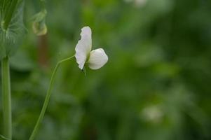 Weiße Saubohnenblumen blühen vor einem grünen Hintergrund foto