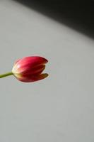 rosa Tulpe im Morgenlicht foto