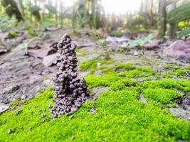 Regenwurmboden. Regenwurmloch in schöner Sonnenlichtumgebung. Loch des Regenwurms durch seine Exkremente. foto