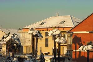 Palme mit Schnee foto