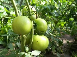Grüne Tomaten wachsen auf einem Zweig in einem Gemüsegarten. ernte, sommer, gartengemüse, bauernhof, gewächshaus. foto