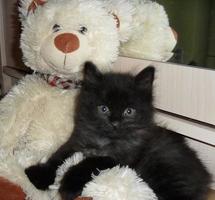 Schwarzes, flauschiges Kätzchen sitzt mit einem weißen Teddybären. foto