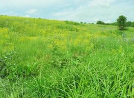 Sommerrasen. Gras ist grün, der Himmel ist Wolken. Landansicht. foto