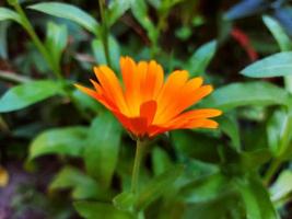 calendula blüht im garten unter dem grünen gras, orange blume. sommer, park, hell. Kartenplakat foto