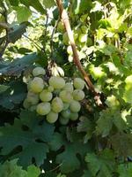 im Garten angebaute Trauben. Herbsternte. foto