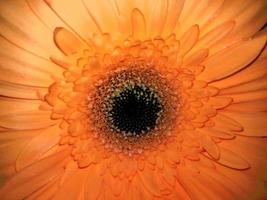Gerbera orange Blume Nahaufnahme Makro. Hintergrund für Design, Postkarte foto