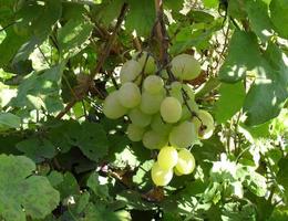 Trauben im Garten gereift. Herbsternte Traubenbürste von reifen Trauben. frische leckere Beeren. foto