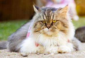 Nahaufnahme süße braune Katze mit schönen blauen Augen beliebte Haustiere foto