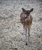 Das Chital ist auch als gefleckter Hirsch, Chitalhirsch und Achsenhirsch bekannt foto