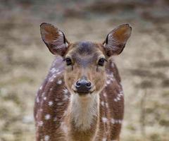 Rehe, die in die Kamera schauen. foto