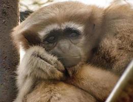 Emotion eines niedlichen Affen. trauriger Affe. foto