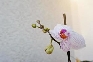 rosa phalaenopsis blüht orchidee auf vanile texturhintergrund foto