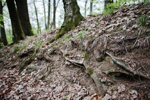 ausgedehnte Wurzeln auf Waldboden foto