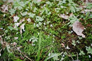 grünes moos auf dem boden im wald hautnah foto