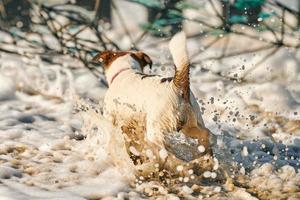 jack russell terrier hund spielt am sandstrand, kleiner terrier hund hat spaß an der meeresküste foto