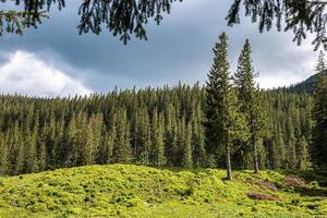 Malerischer Blick auf die Büsche gegen Nadelbäume und Himmel foto