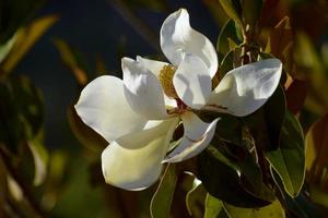 Magnolie grandiflora. Blätter und Blüten von Magnolia Grandiflora. foto
