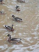 Enten schwimmen auf dem Wasser foto