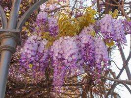 wisteria pflanze wysteria rosa blume foto