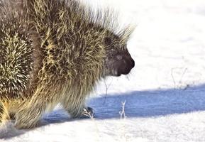 Stachelschwein im Winter foto