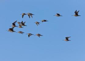 Phalarope im Flug foto