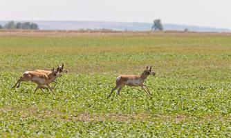 Gabelbock-Antilope läuft foto