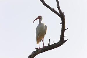 Holzstorch thront im Florida-Baum foto