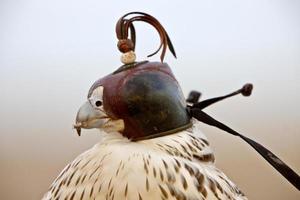 Gerfalke mit Haube Falkner nah foto