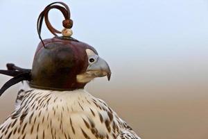 Gerfalke mit Haube Falkner nah foto