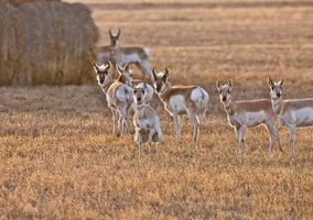 Gabelbock Antilope Saskatchewan Kanada foto