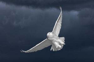 Schneeeule im Flug foto