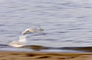 Möwe im Flug foto