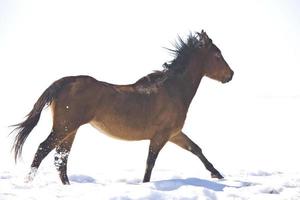 Pferde laufen im Winter Kanada foto