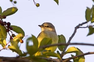 Baby Western Kingbird Saskatchewan foto