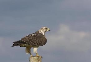 Eisenbussard thront auf Pfosten foto