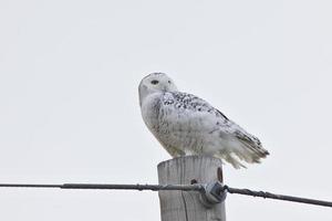 Schneeeule Saskatchewan Kanada foto