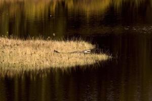 Northern Manitoba Lake in der Nähe von Thompson im Herbst foto