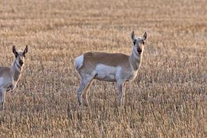 Gabelbock-Antilope Saskatchewan foto