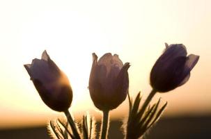 Krokusblüte im Frühling foto