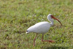 Holzstorch in Florida gefunden foto