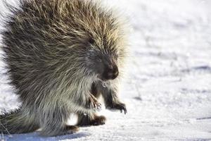 Stachelschwein im Winter foto