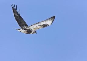 Rauhbeiniger Falke im Flug foto