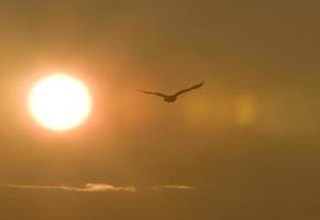 Schneeeule im Flug Sonnenuntergang foto