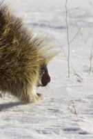 Stachelschwein im Winter foto