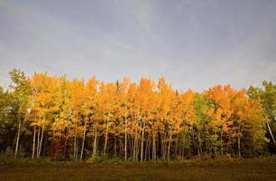 fallen herbstfarben bäume manitoba kanada foto