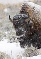 Yellowstone Park Wyoming Winterschnee foto