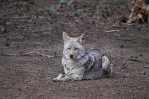 wilder Holzwolf foto